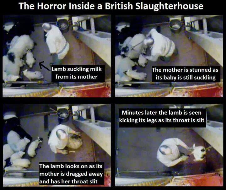 The consumer never understands that their product was alive and had aspirations for life