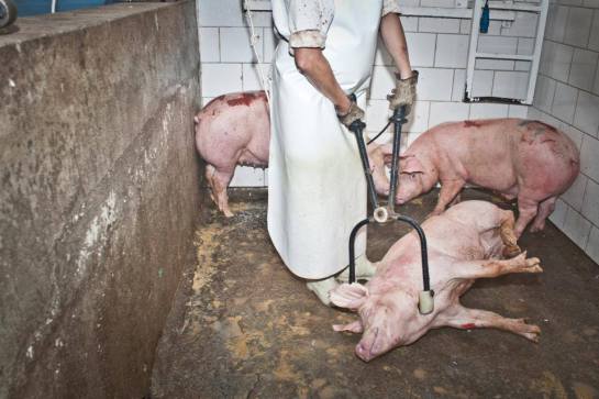 An animal product, which has a history of violence, keeps the consumer in lower frequency