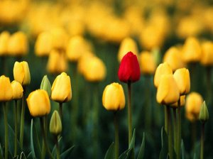 37_tulips_beautiful_flowers_desktopwallpaper_l