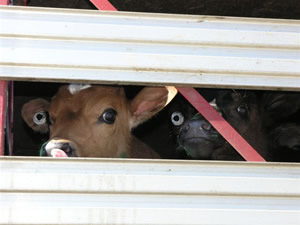 The mother cow yearning for the calf and looking out through the barriers of the truck for her child