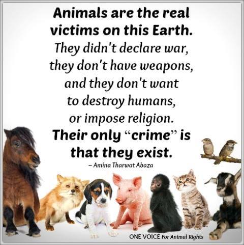 Animals are the real victims on this Earth