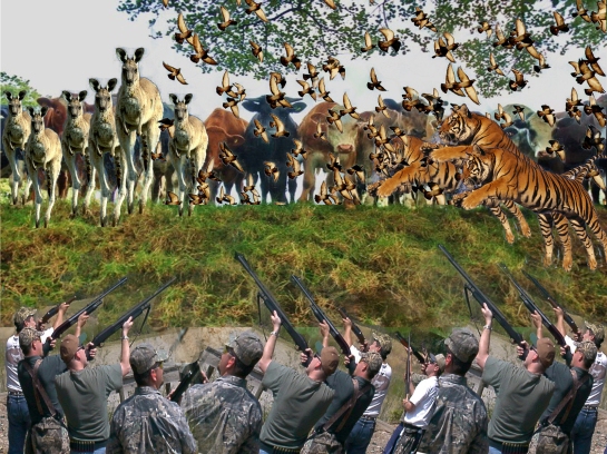 Collision of species