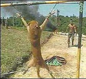 dog_torture