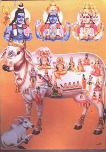 Kamadhenu