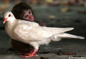 monkey_pigeon_love_friend_cute_pict
