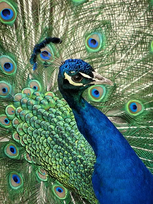peacock