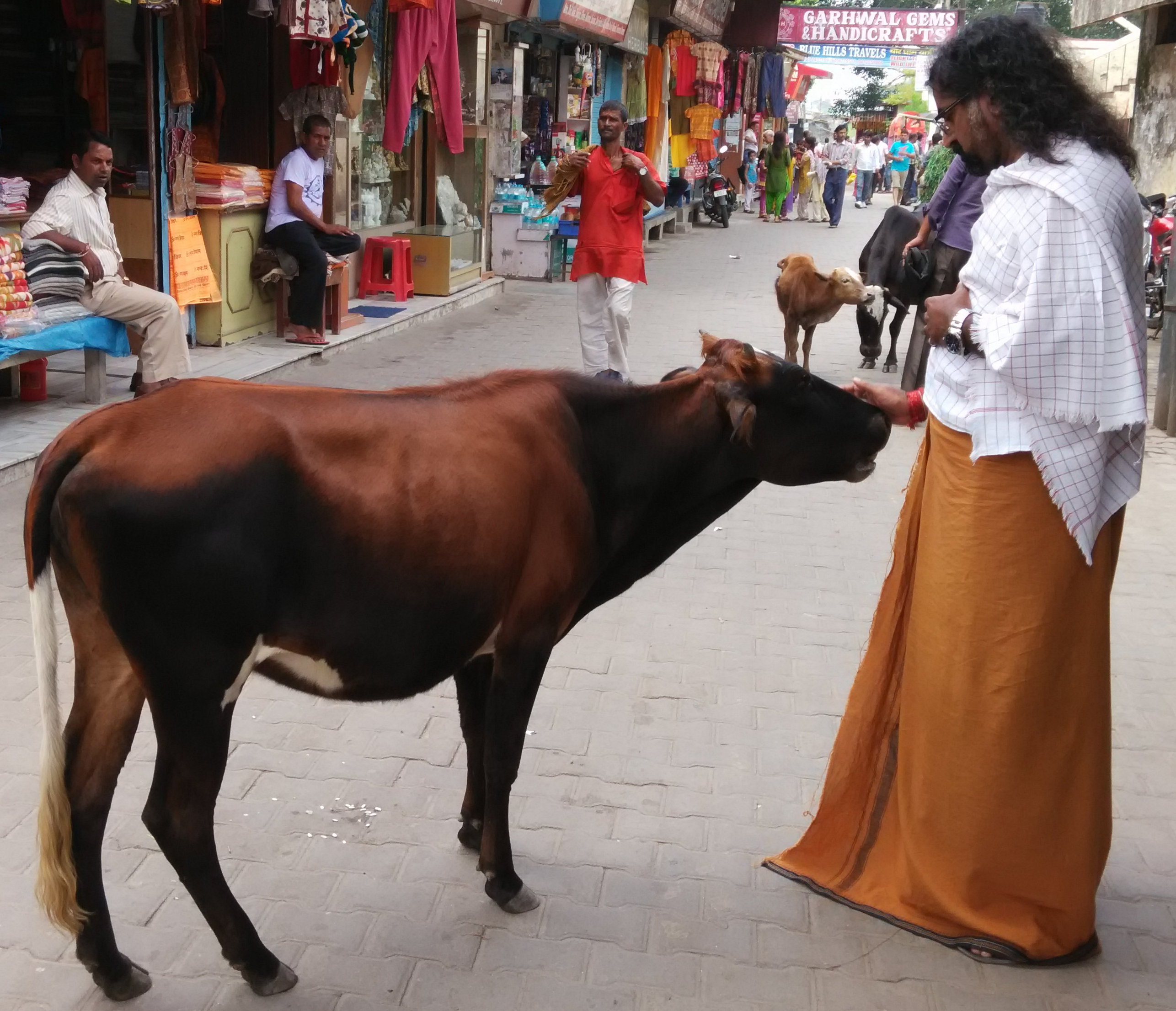 pkmohan - Mohanji - Atmananda - Mohanji feeding a cow in Rishikesh.png