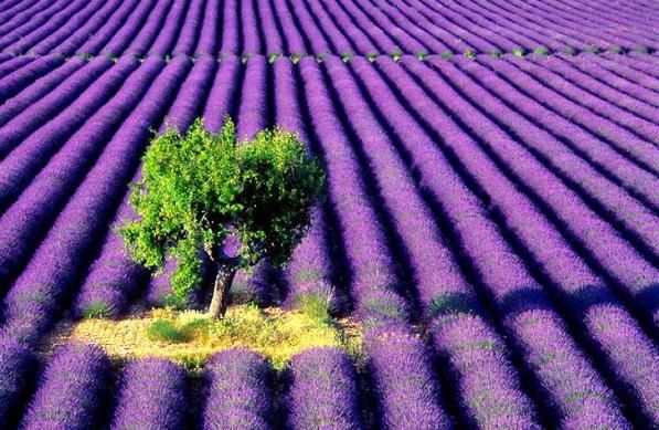 Purple fields