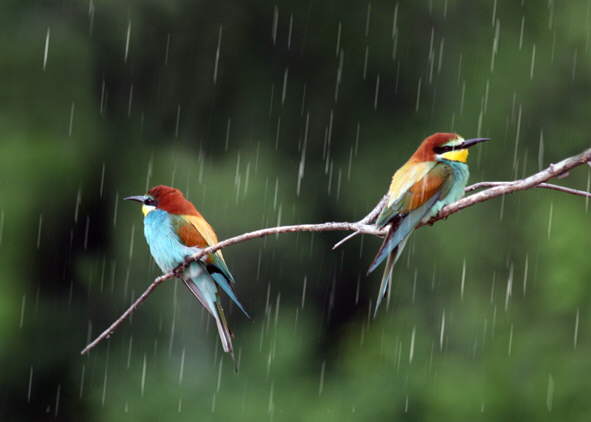 rain and birds