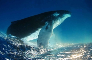 whale and calf - Kate Westaway