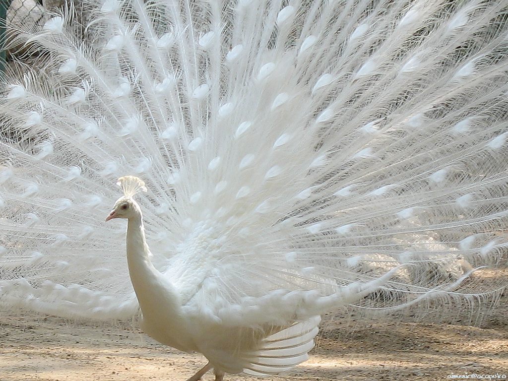 White Peacock