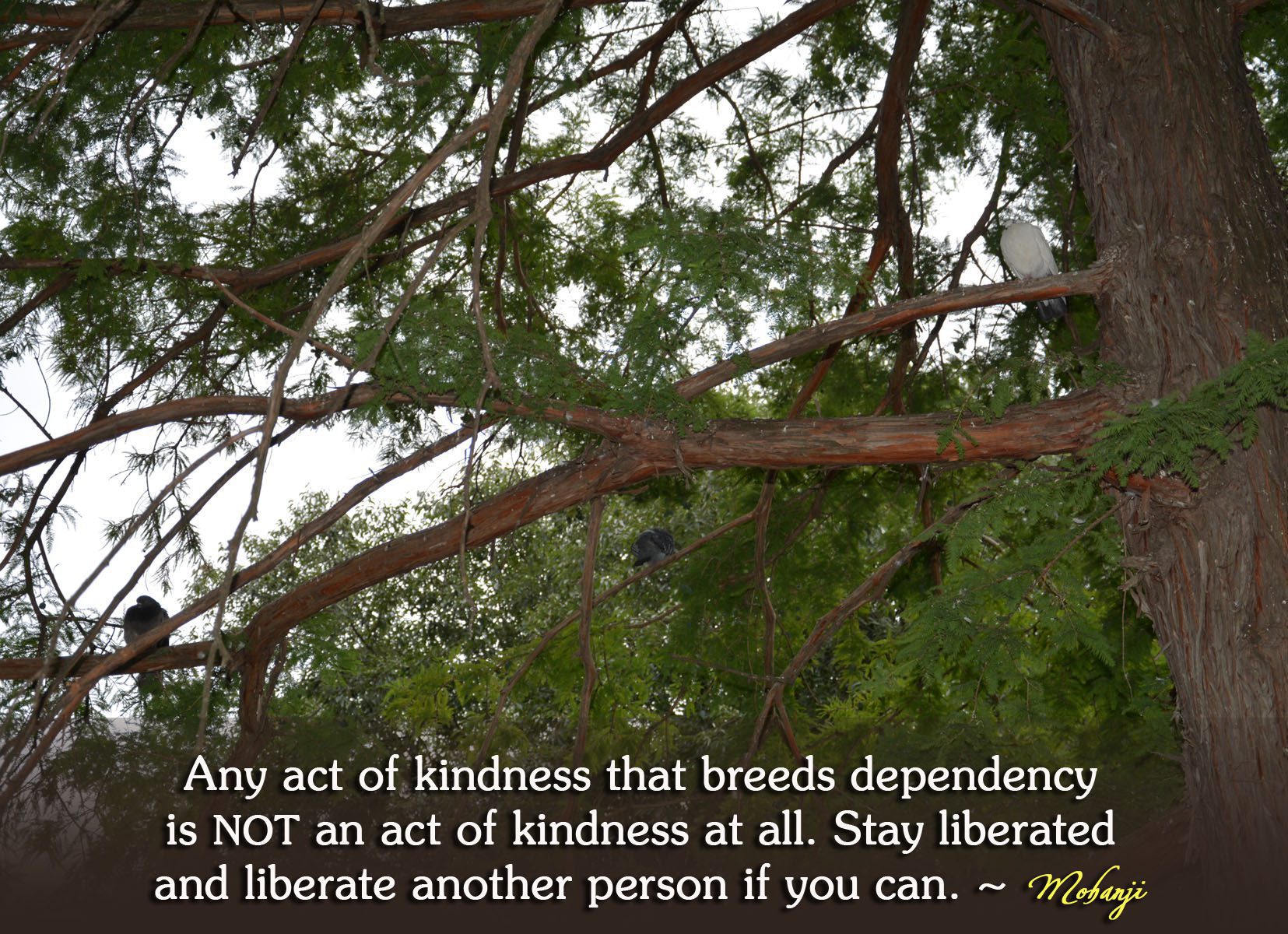 Mohanji quote - Any act of kindness