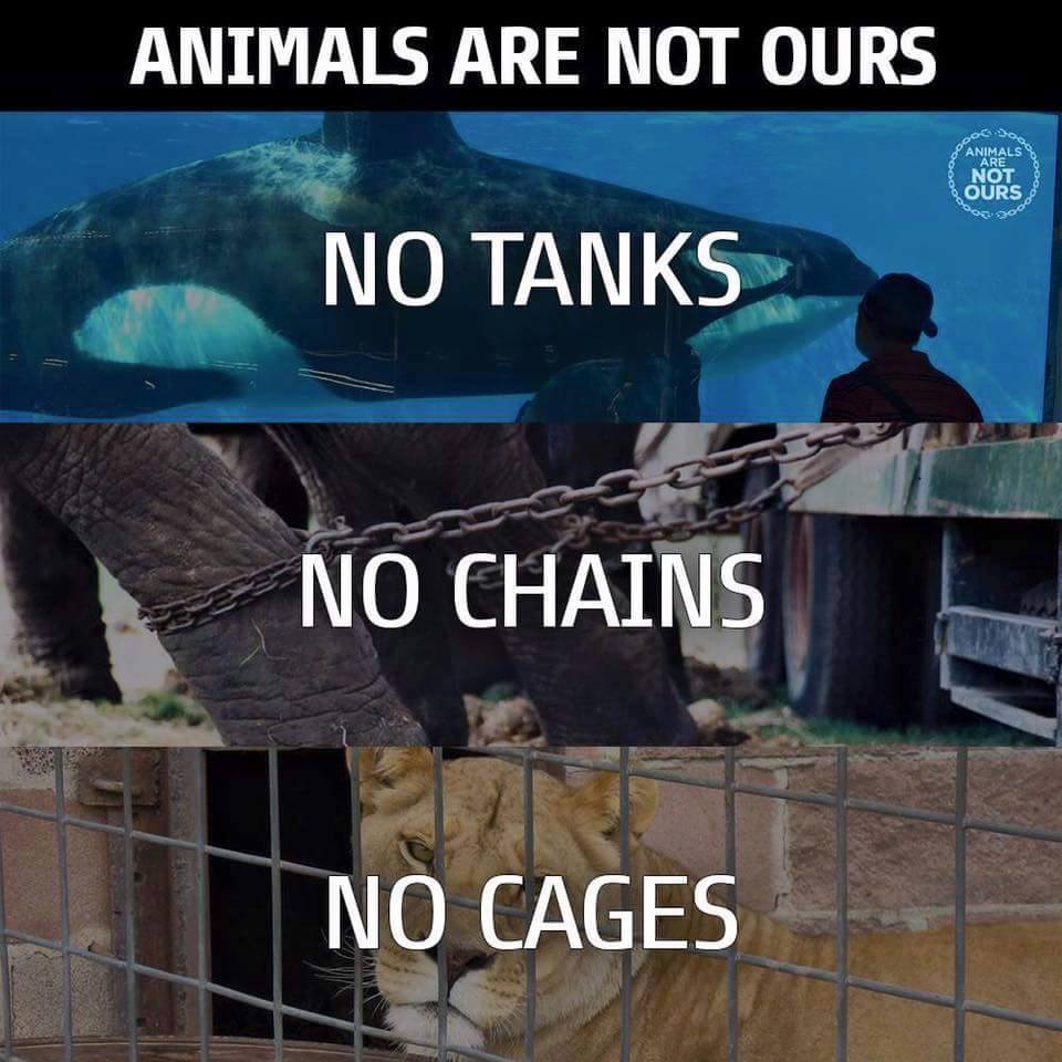 Animal Freedom Fighter - no tanks no chains no cages