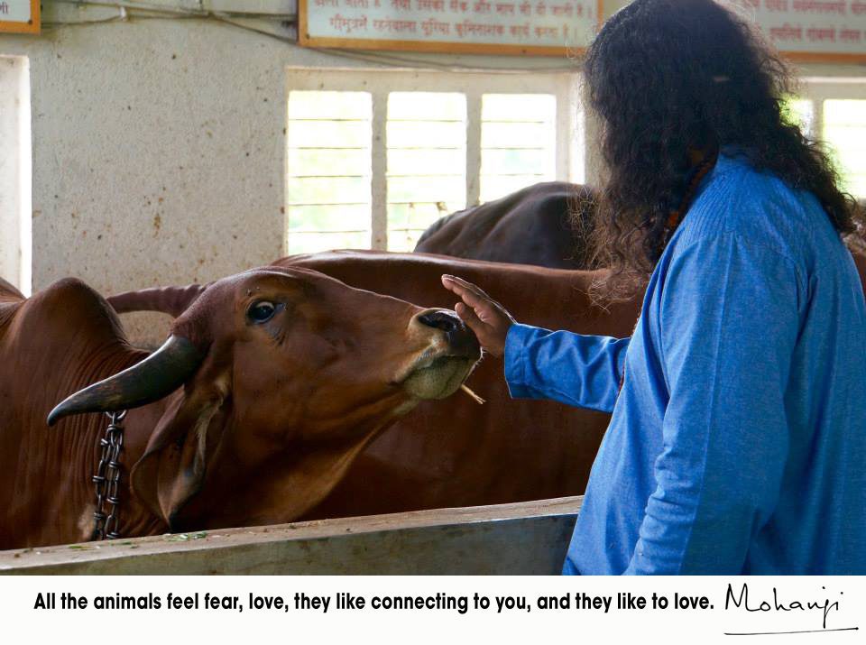 Mohanji quote - All the animals like to love