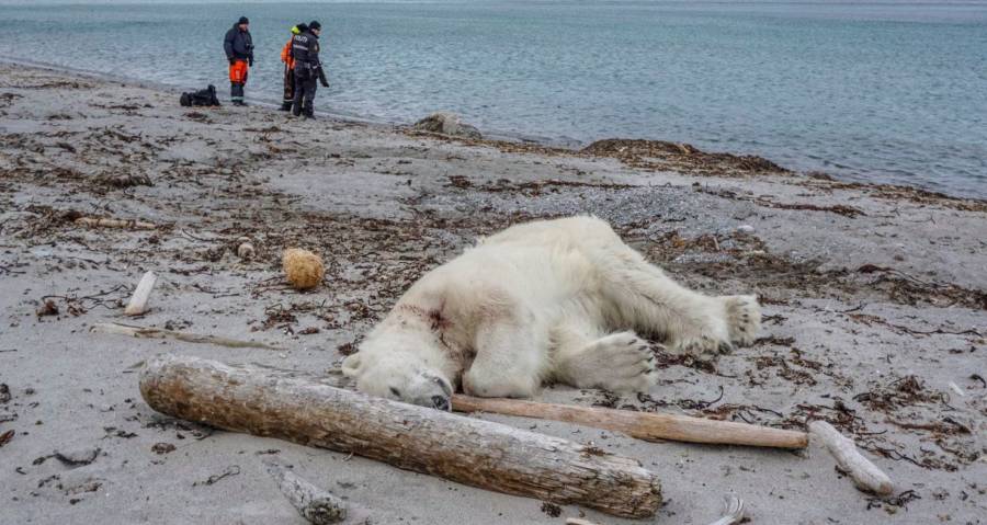 polar-bear-dead