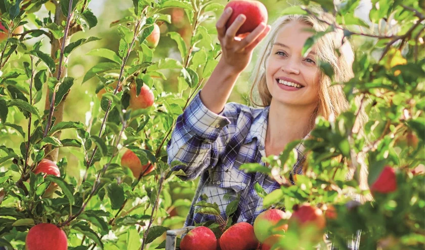 Fruit Tree plantation drive in the Oasis