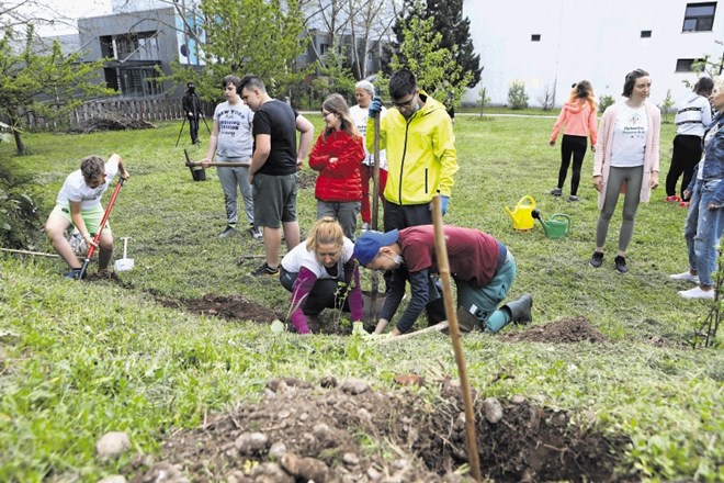 World Action of Planting Fruit Trees