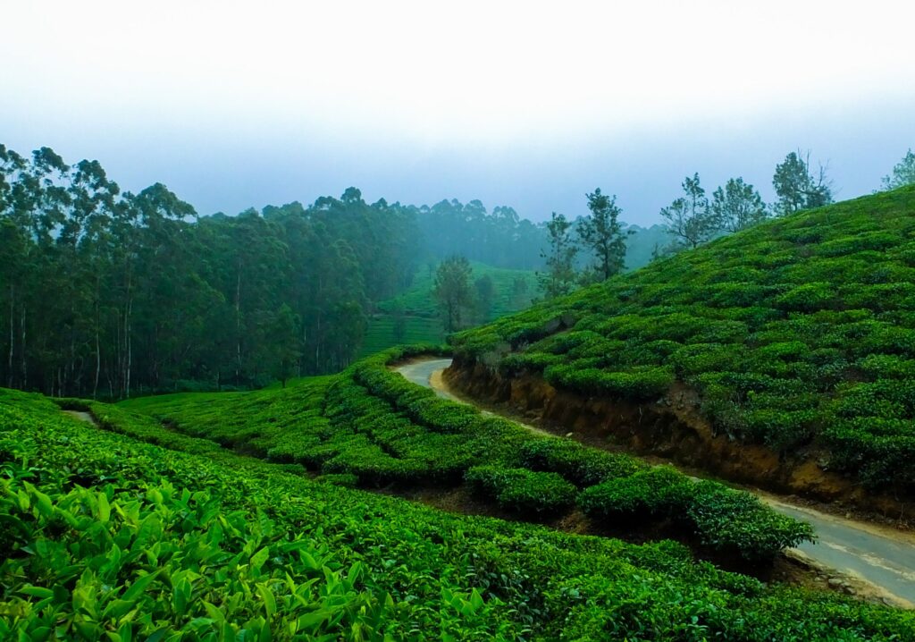 Mohanji Speaking Tree Call of the Tribes
